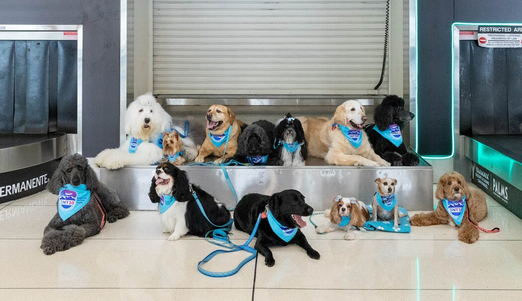 Paw Squad 